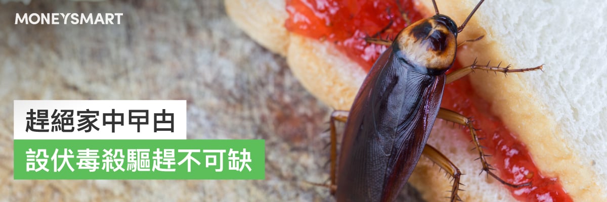 趕絕家中曱甴
