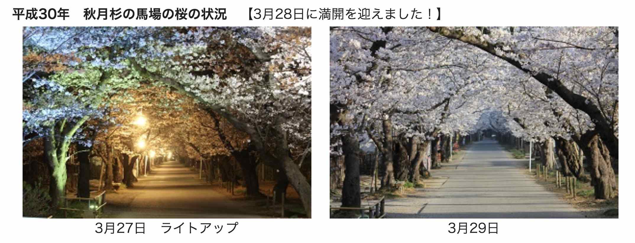 櫻花