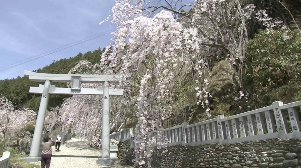 櫻花