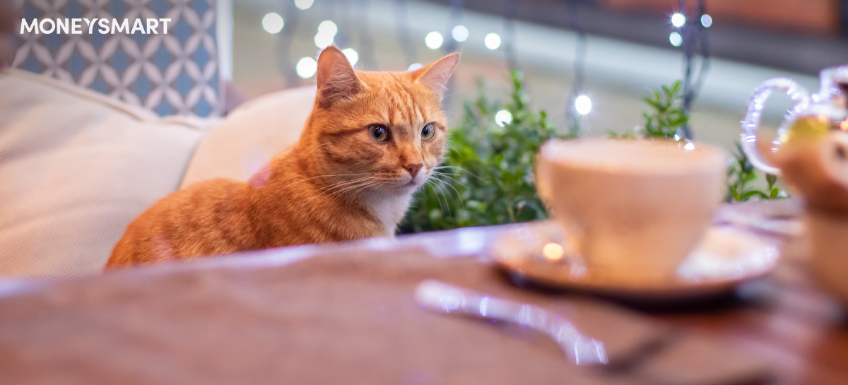 貓貓Cafe 大合集  URBAN Cafe 50隻貓貓陪你用餐 Cat Jungle 貓島 提供領養服務